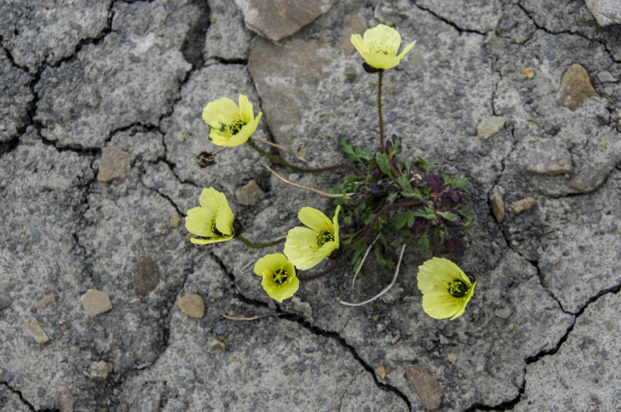 Svalbard Poppy - islas Svalbard - Noruega